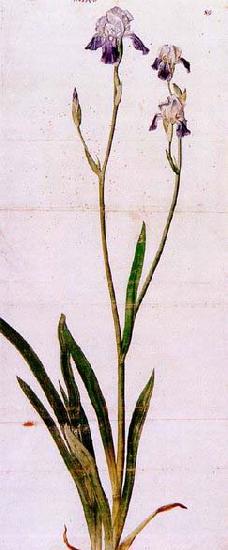 Albrecht Durer Iris